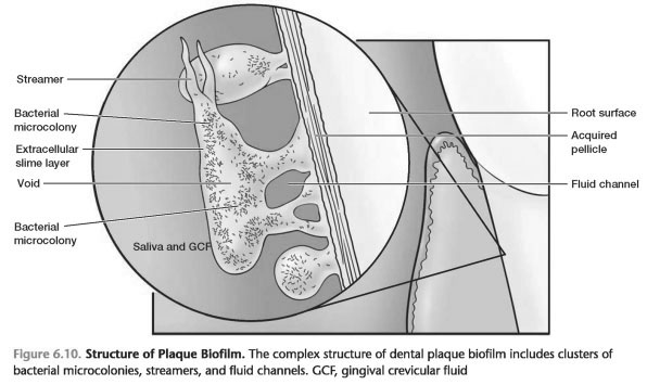 The Complex Structure of Mature Dental Plaque Biofilms