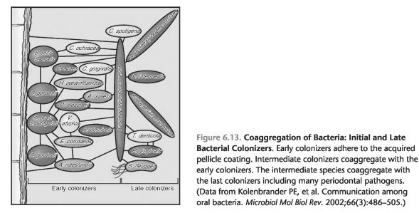 BACTERIAL COLONIZATION AND SUCCESSION