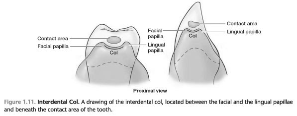 Define interdental gingiva