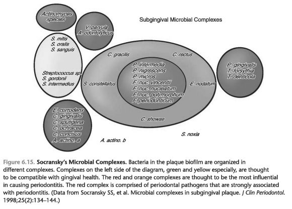 MICROBIAL COMPLEXES AND ATTACHMENT ZONES