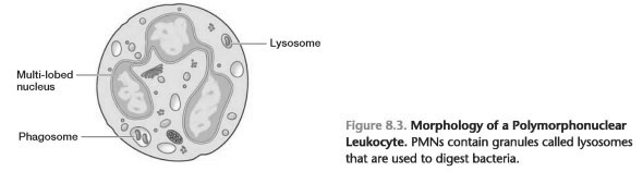 Cells of the immune system chart